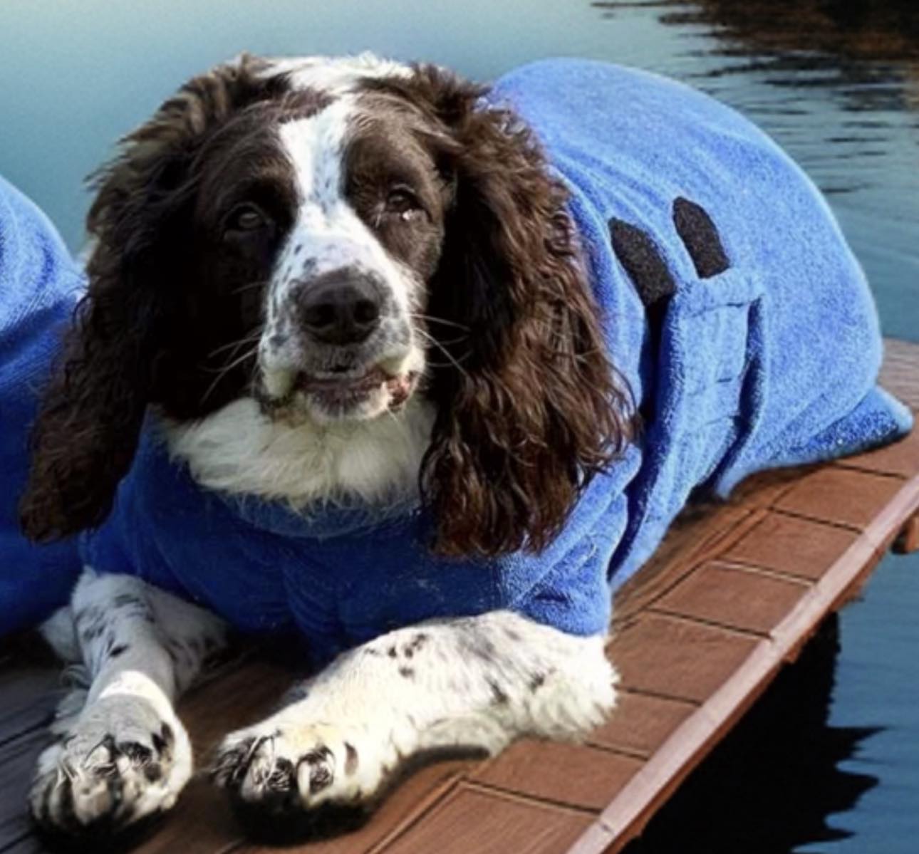 Luxury Dog Drying Coat